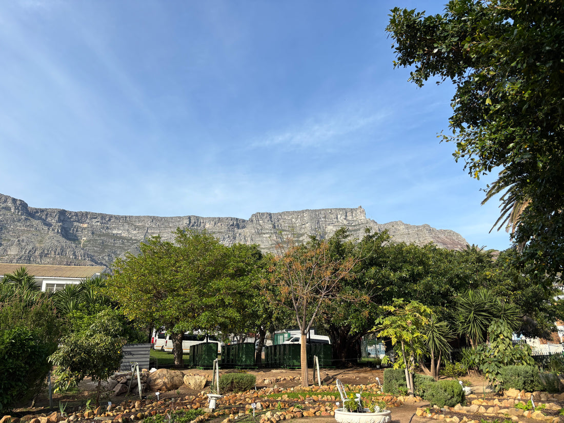 Community composting site with table mountain in the background under a clear blue sky, with green trees and landscaped garden beds in the foreground.
